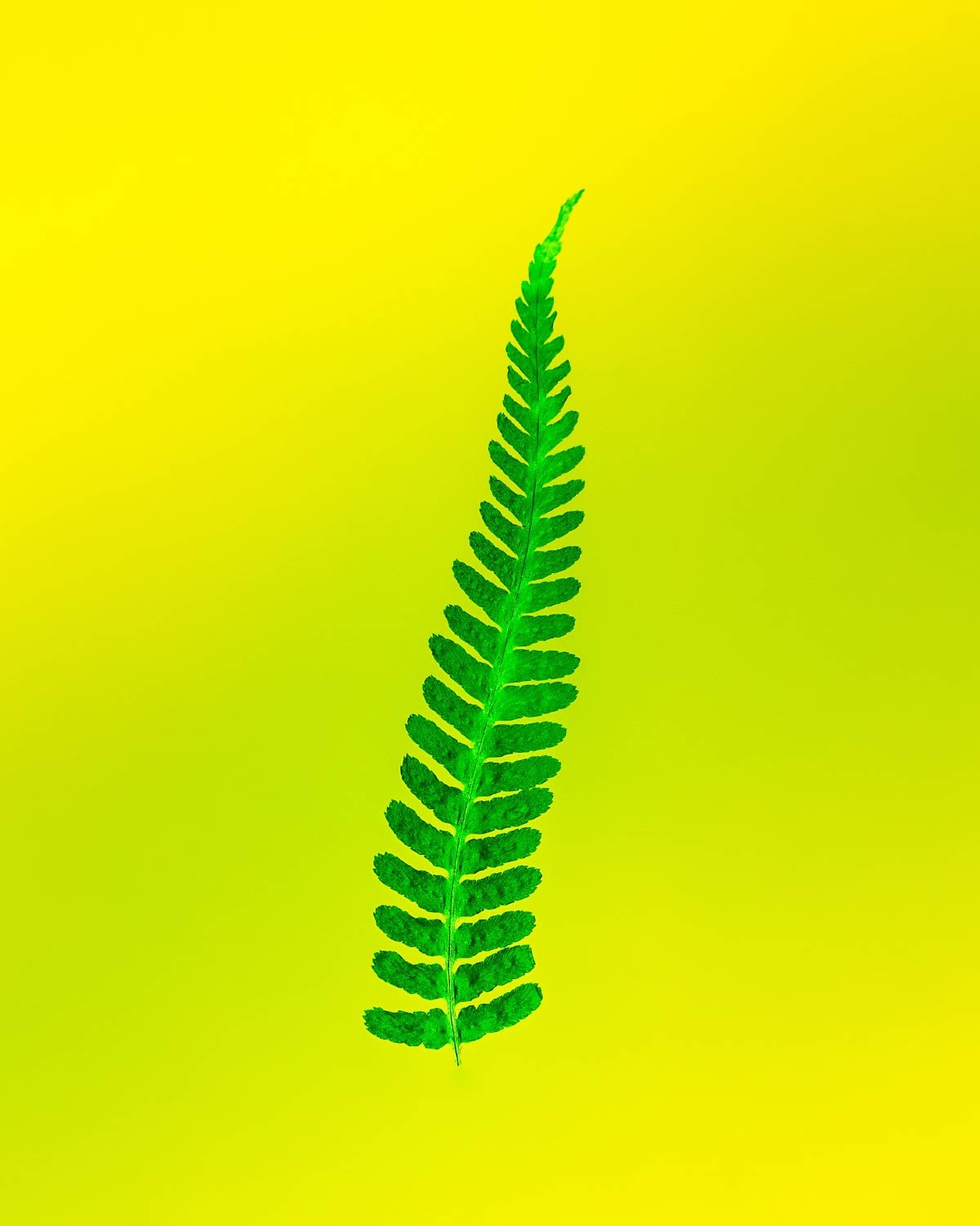 Image title goes here